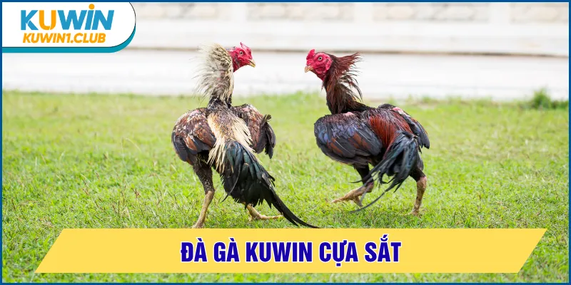 đá gà kuwin cựa sắt